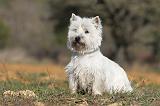 WESTIE 249